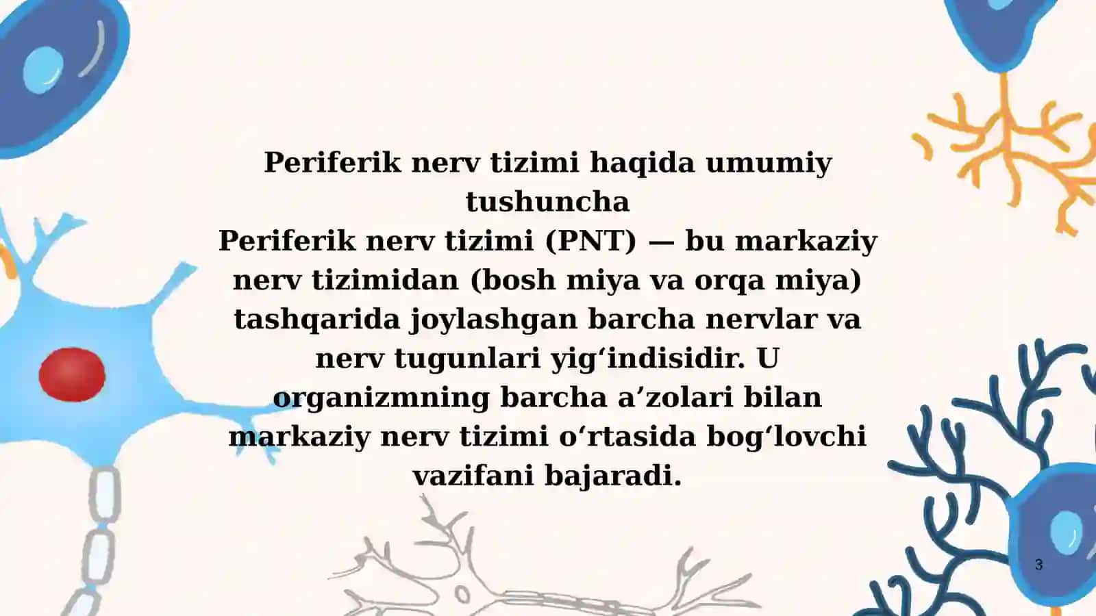 Periferik nerv tizimi va uning rivojlanishi 3
