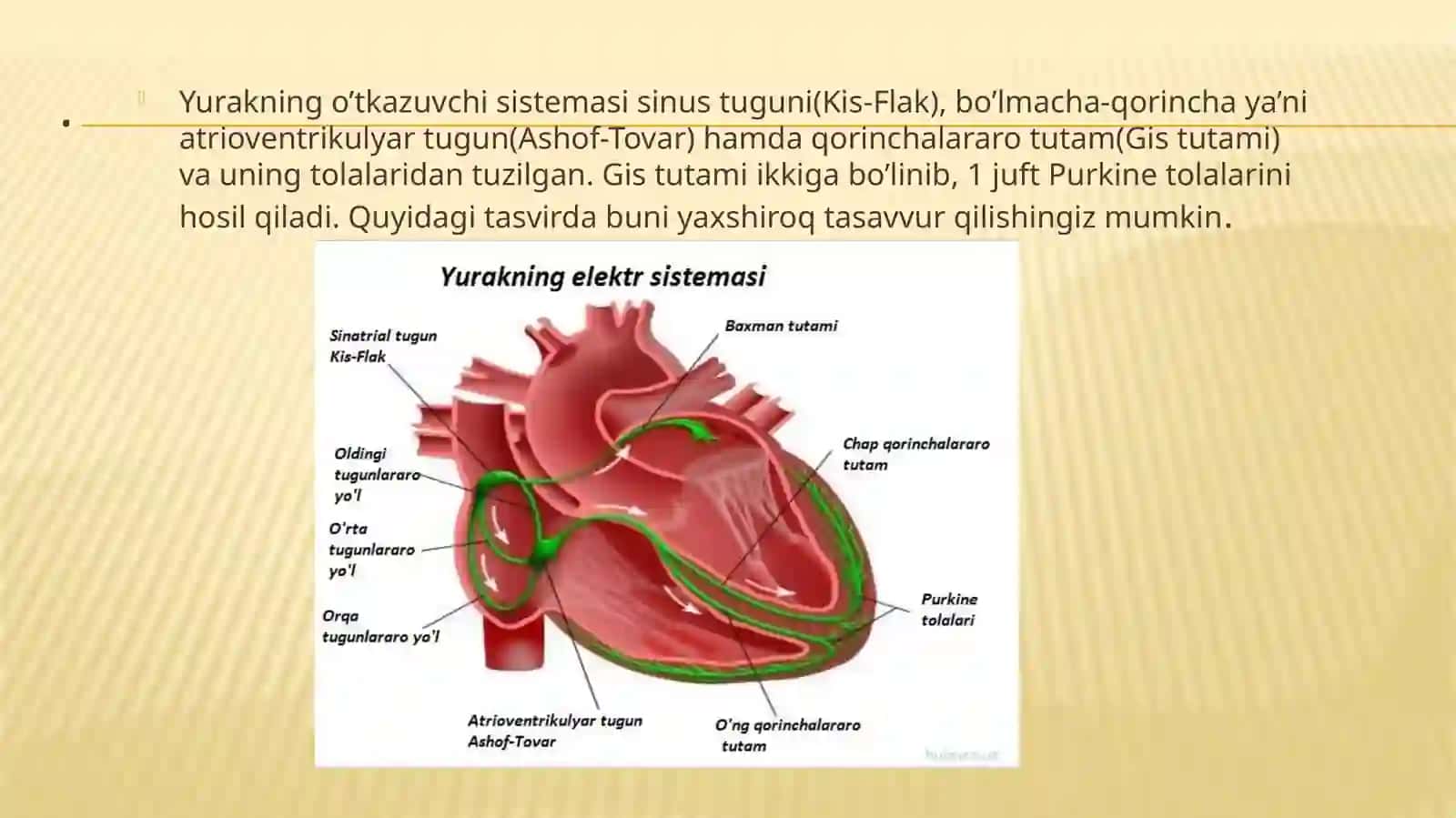 Yurakning o’tkazuvchanlik tizimi 3