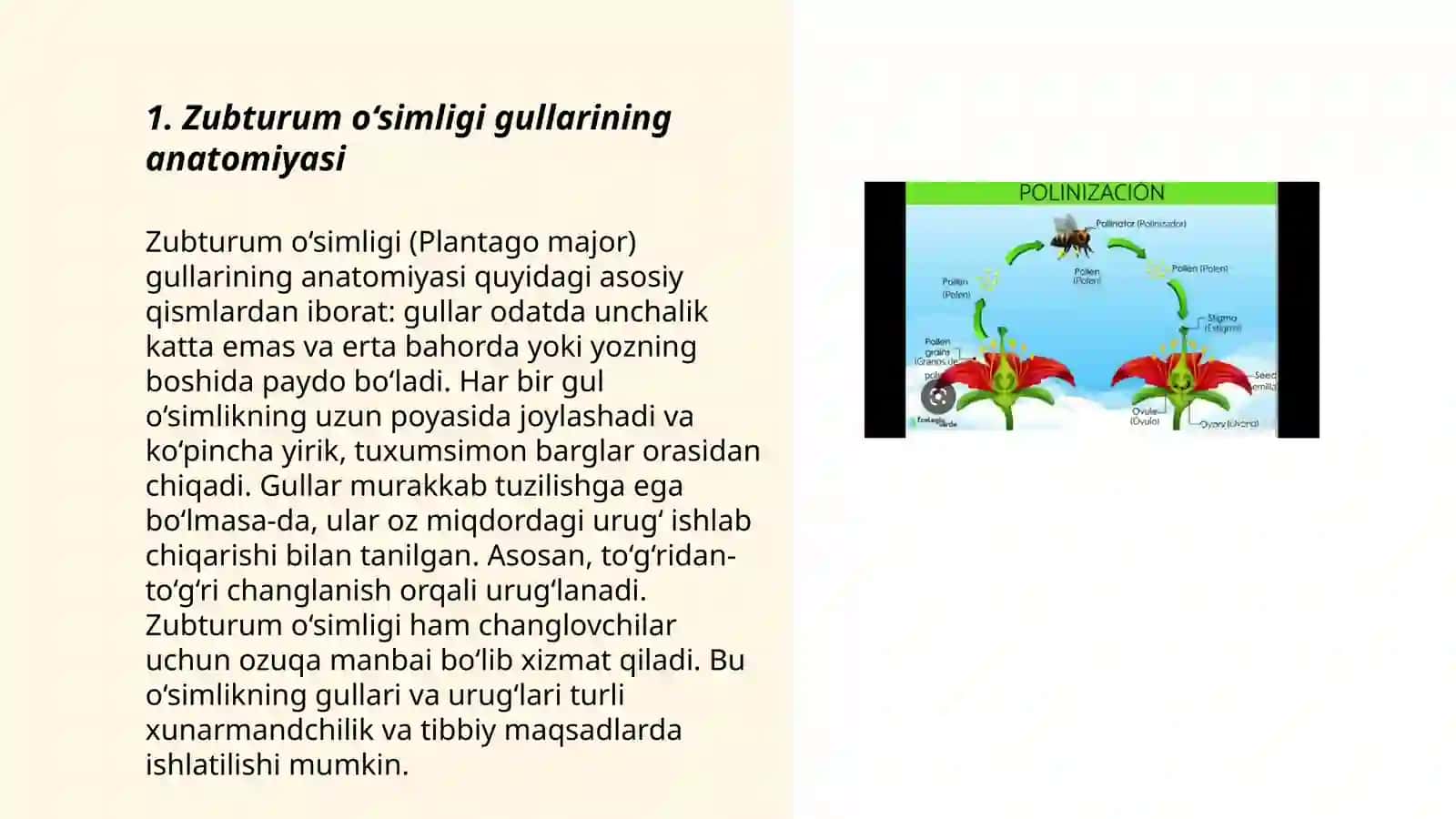 Zubturum o‘simligi gullarining anatomiyasi 3