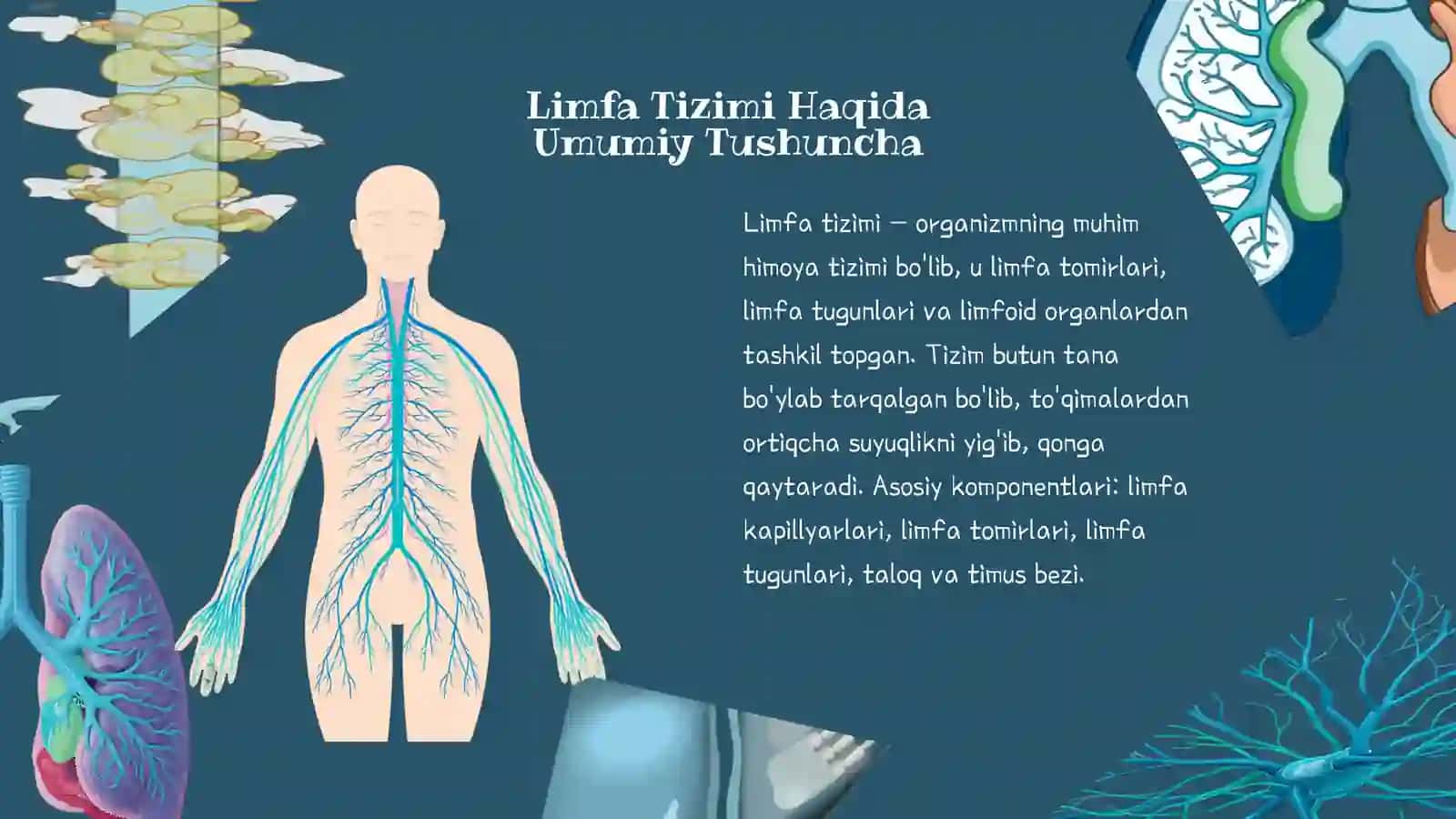 Limfa tomirlarining taraqqiyoti va tuzilishi 3