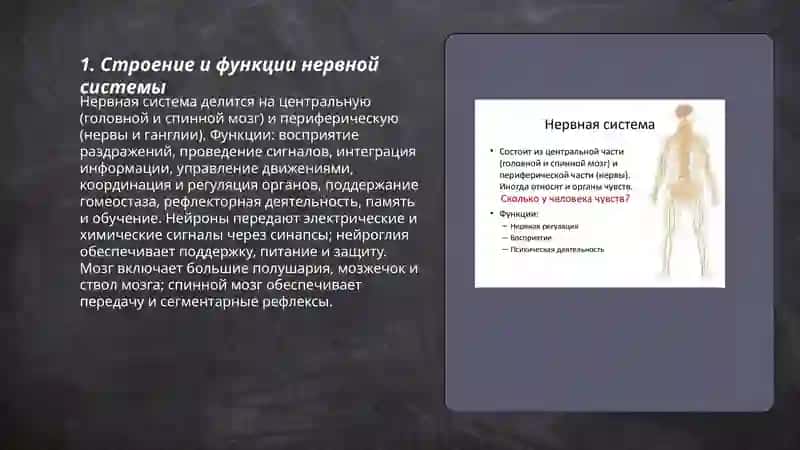 Нервная система 3