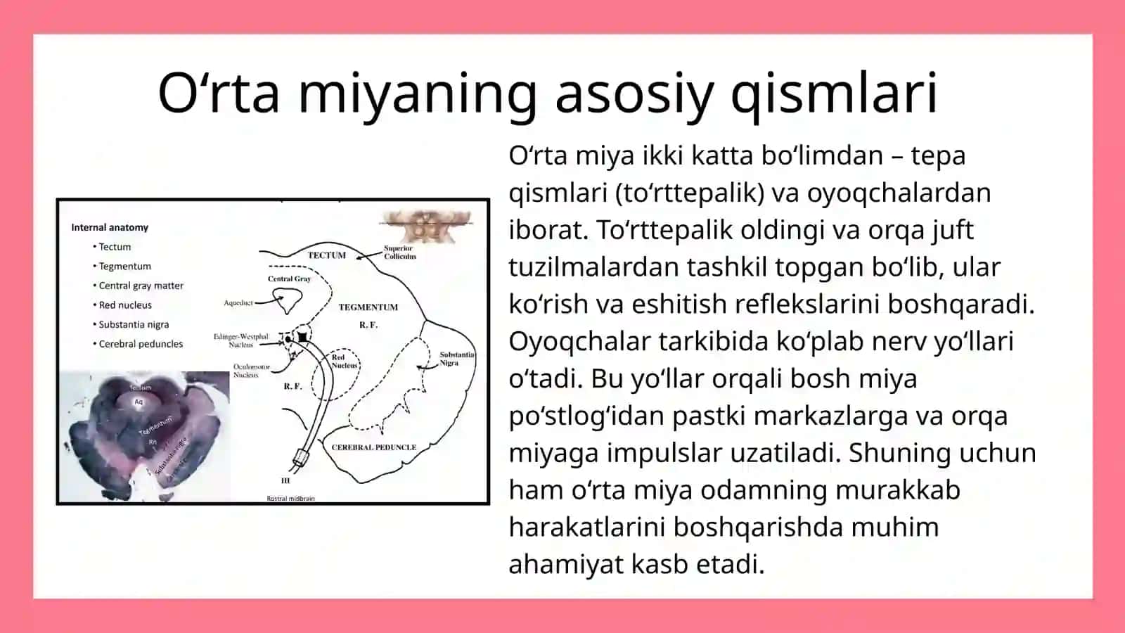 O'RTA MIYYANING TUZILISHI VA YOSHGA QARAB O'ZGARISHI 3