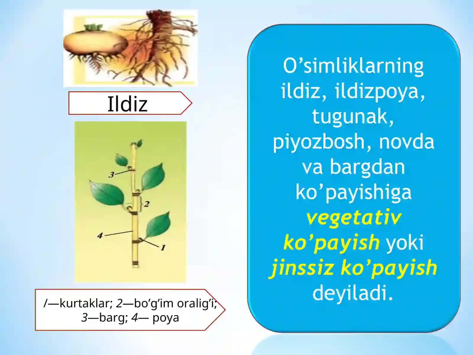 Ildiz 3
