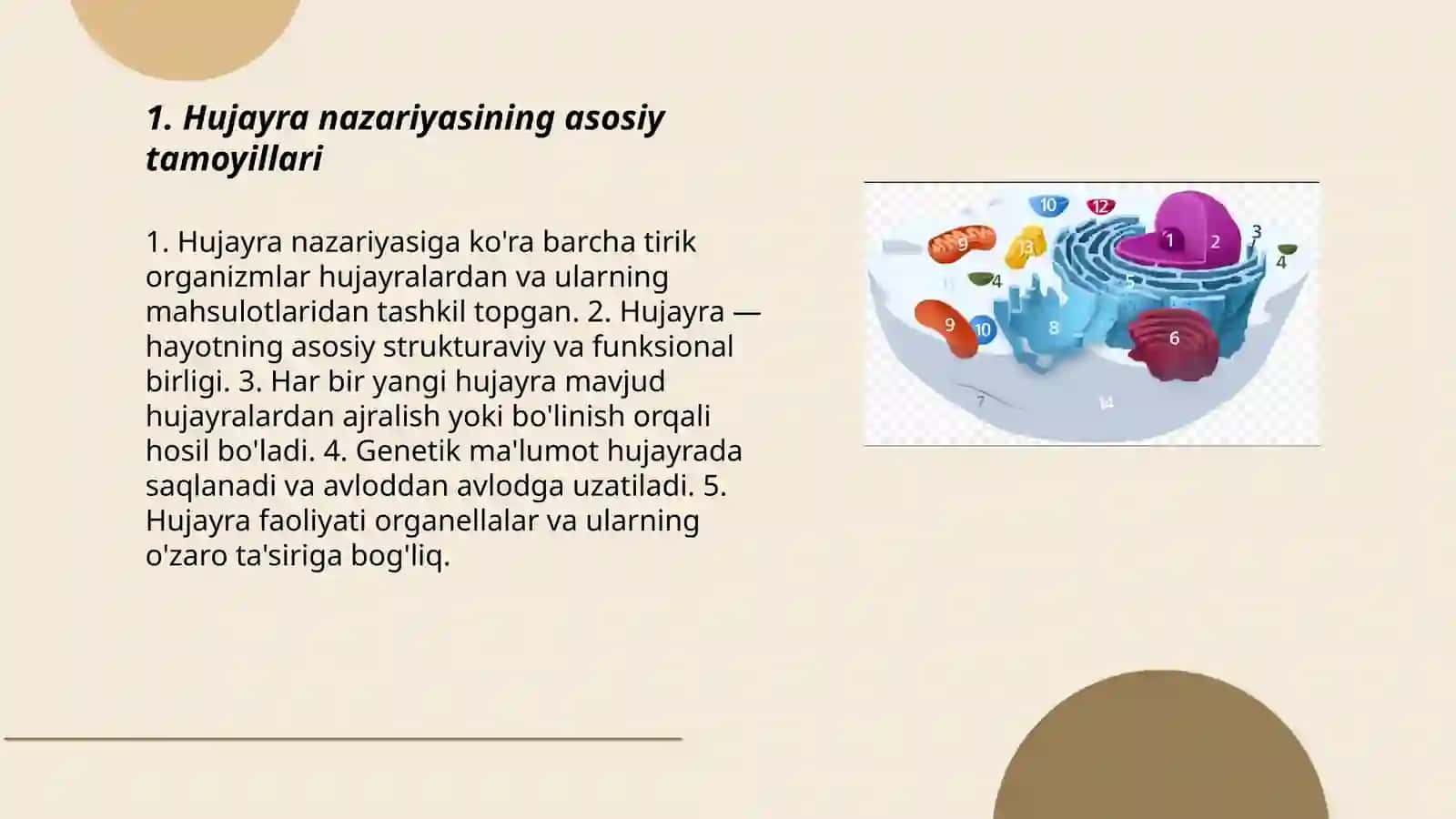 Hujayra nazaryasi 3