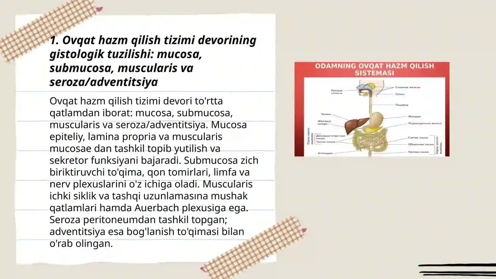 Ovqat hazm qilish gistologiyasi 3