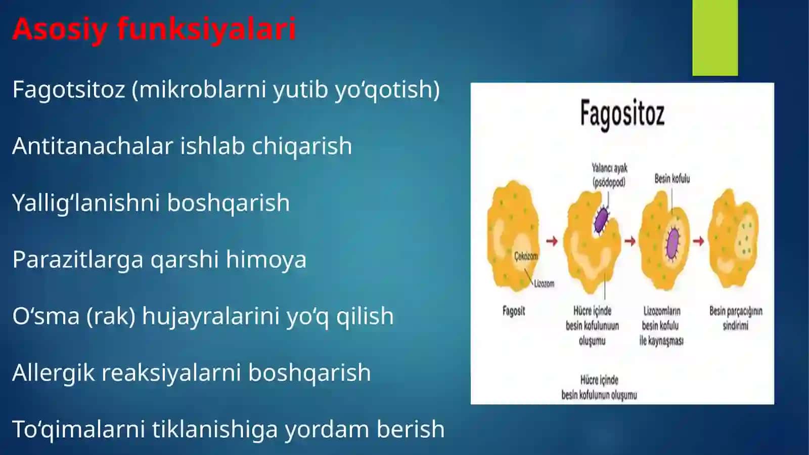 leykotsitlar va tibbiyotdagi ahamiyati 3