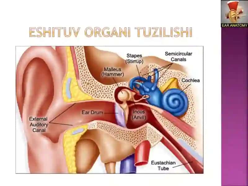 TashQi va o'rta quloqning o'tkir va surunkali kasalliklari 3