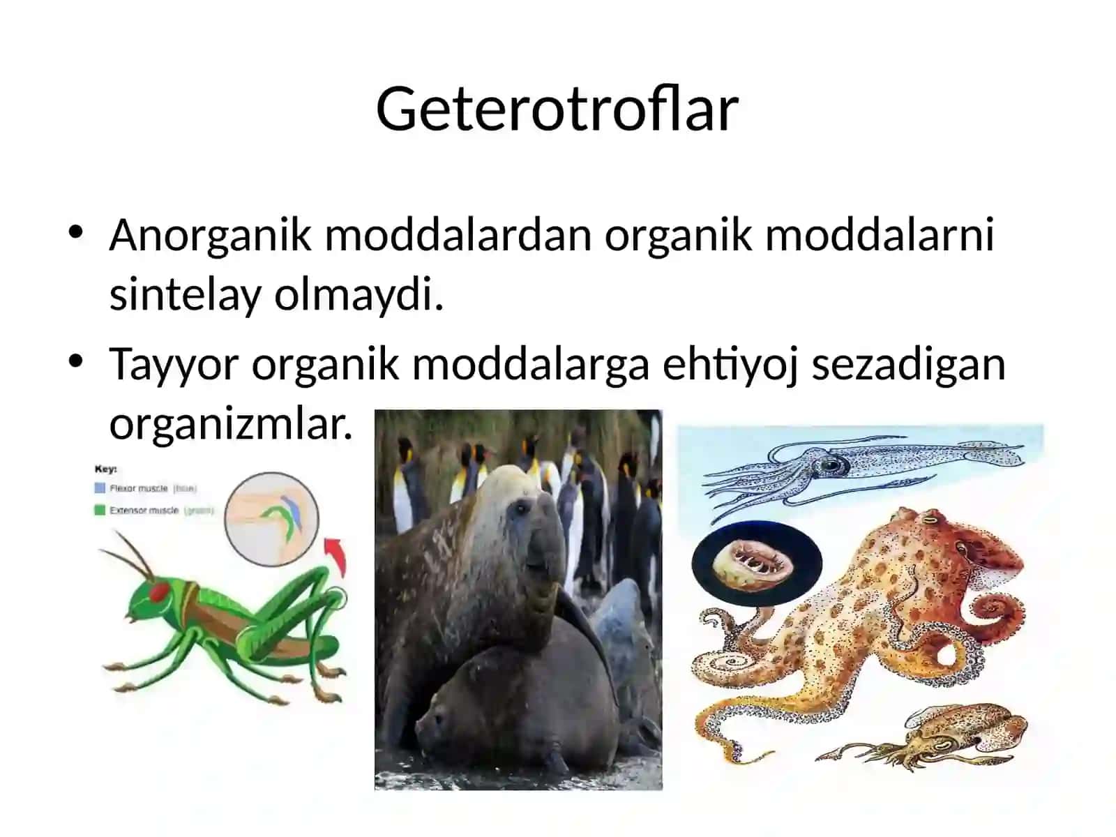 Hujayraning oziqlanishi 3