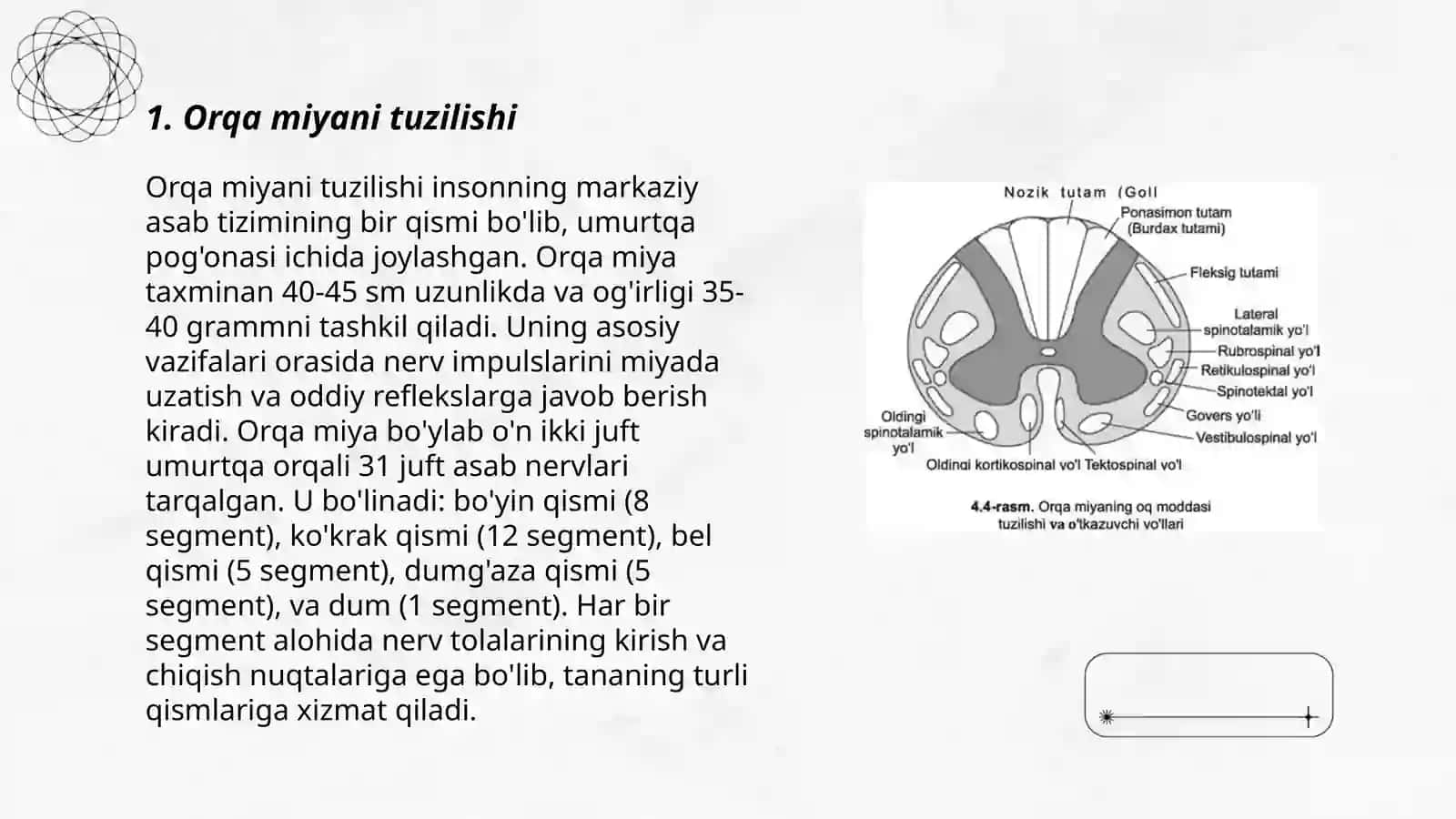 Orqa miya tuzulishi 3