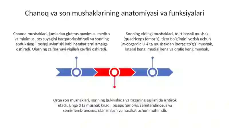 Chanoq va son mushaklari. Ularning yoshga doir xususiyatlari 3
