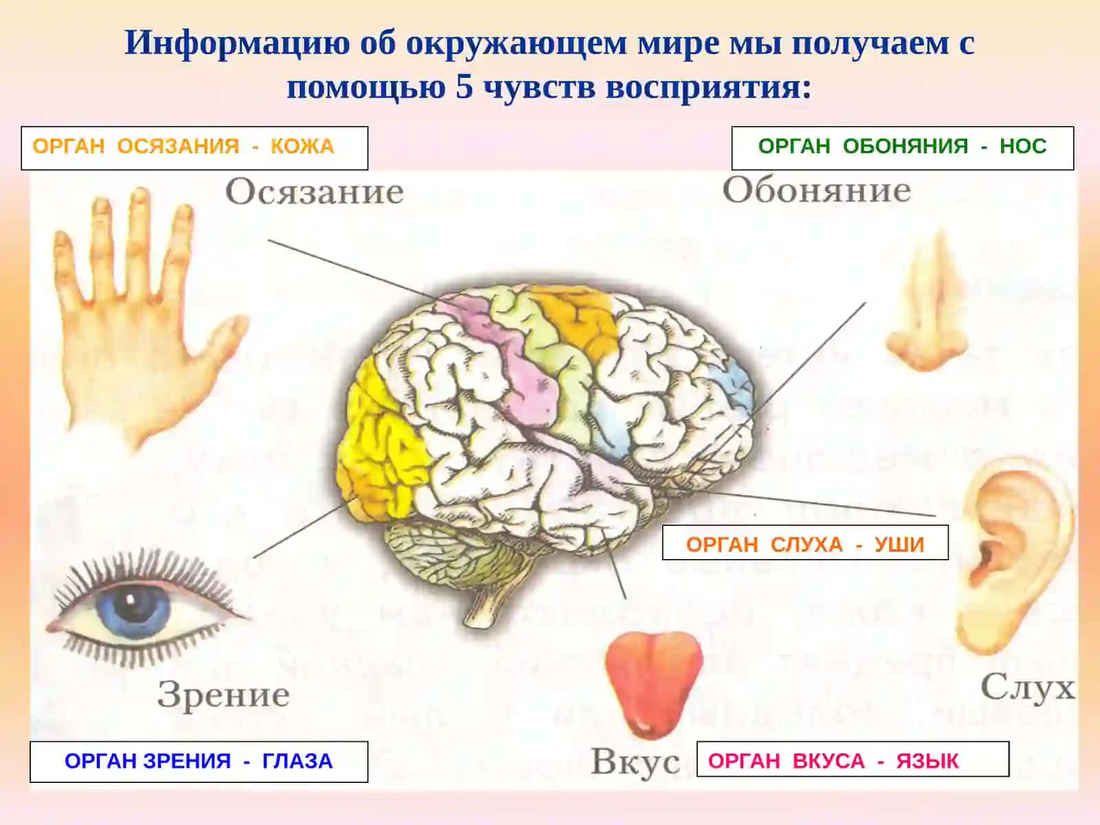 Обоняниеивкус 3