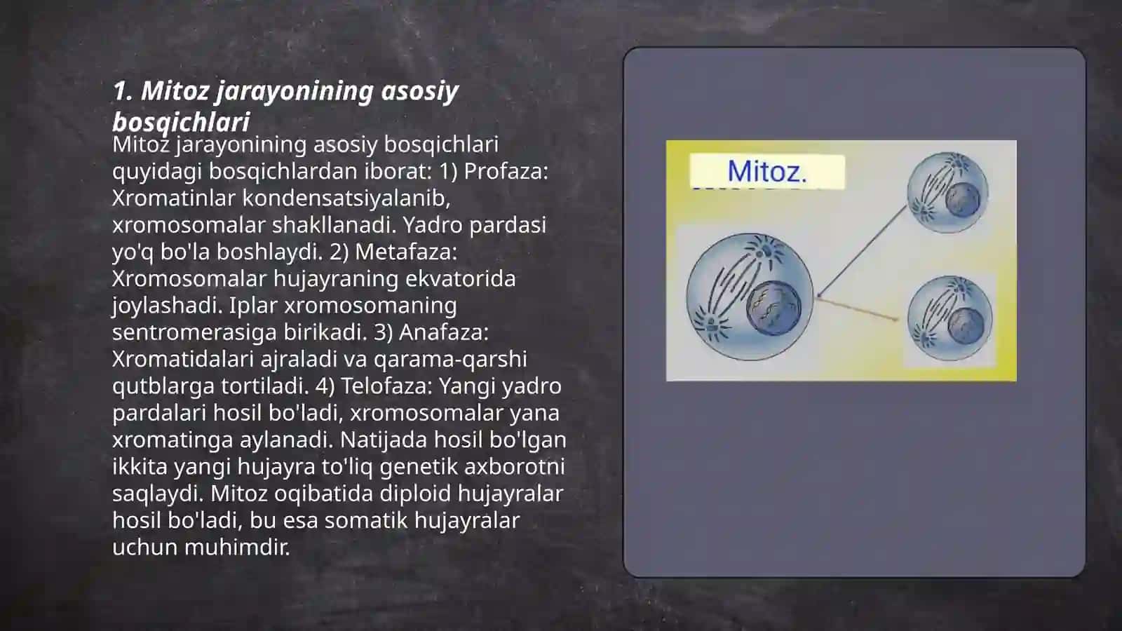 Mitoz boʻlinish jarayoni 3
