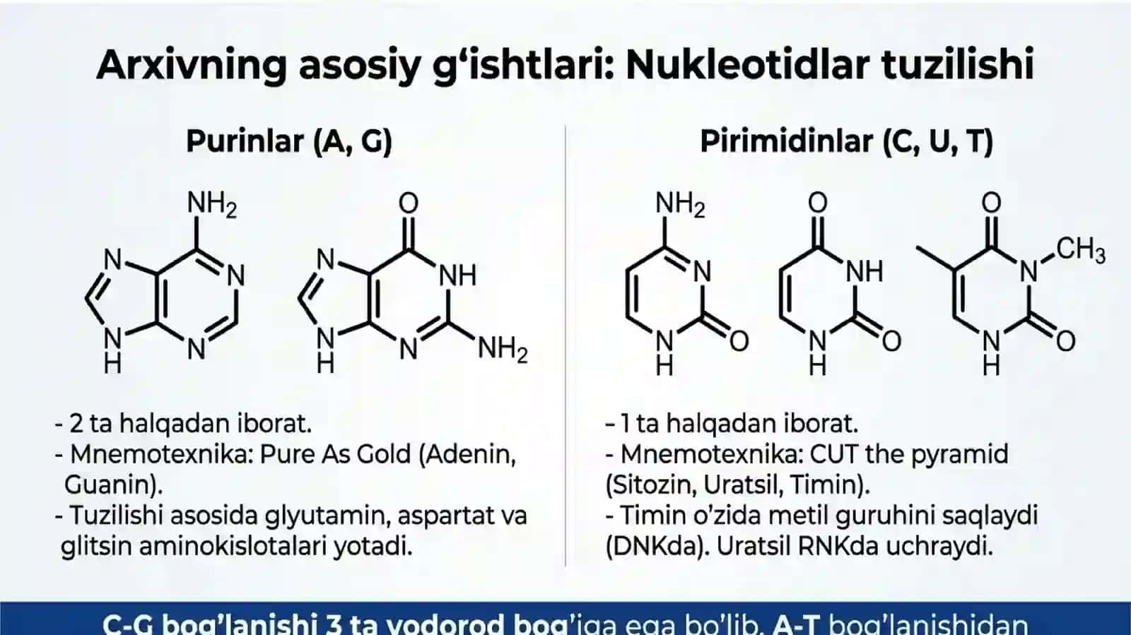 DNK va xromatin tuzilishi (Euxromatin, Geteroxromatin). 3