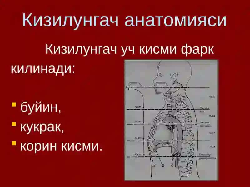 Кизилунгач саратони 3