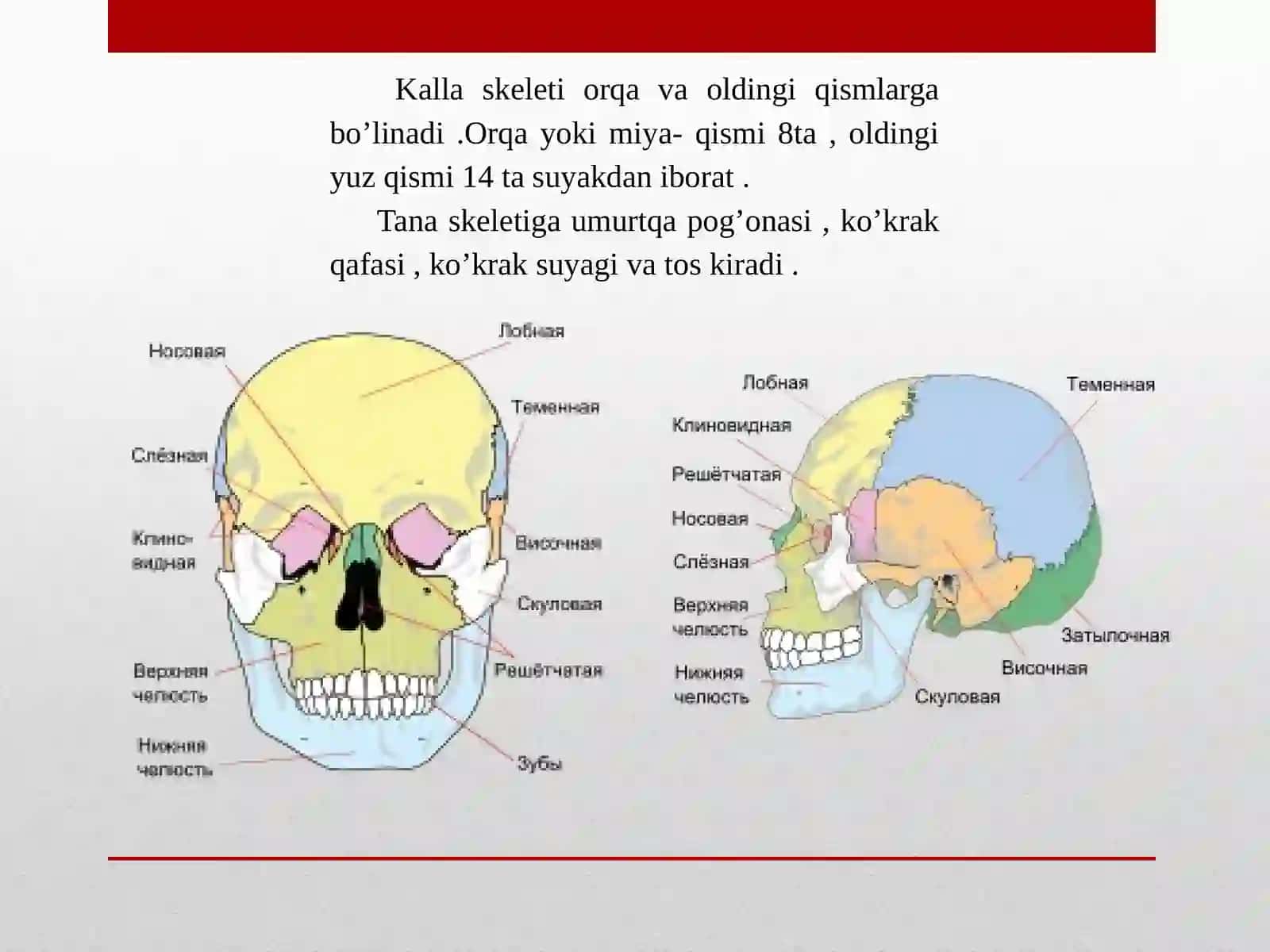 Suyaklarning tuzilishi, suyaklarning birikishturlari 3