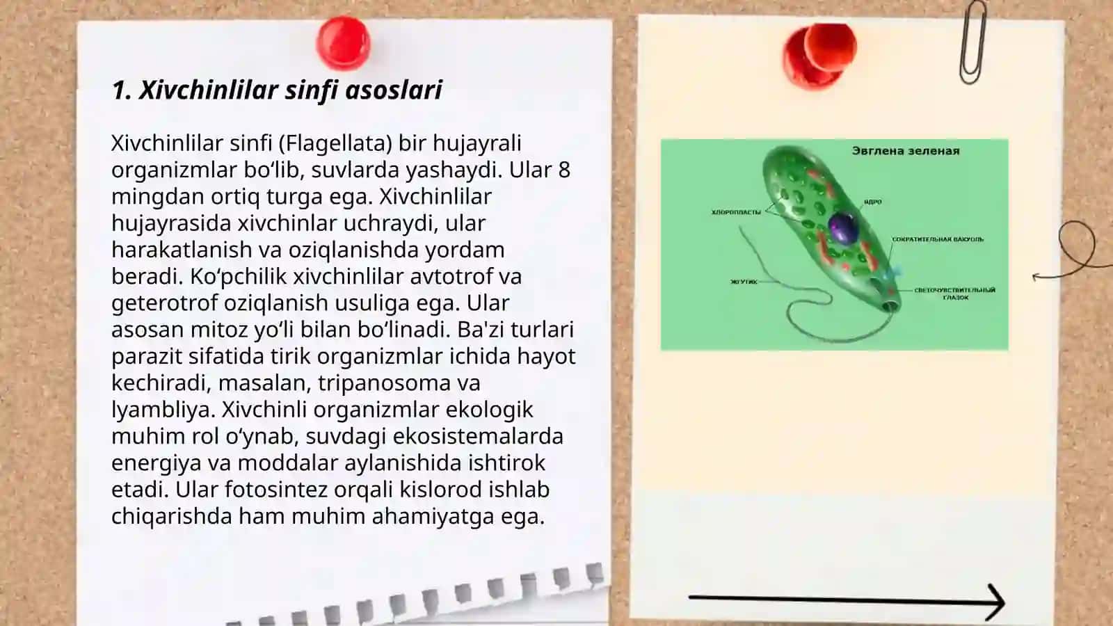 Xivchinlilar sinfi 3