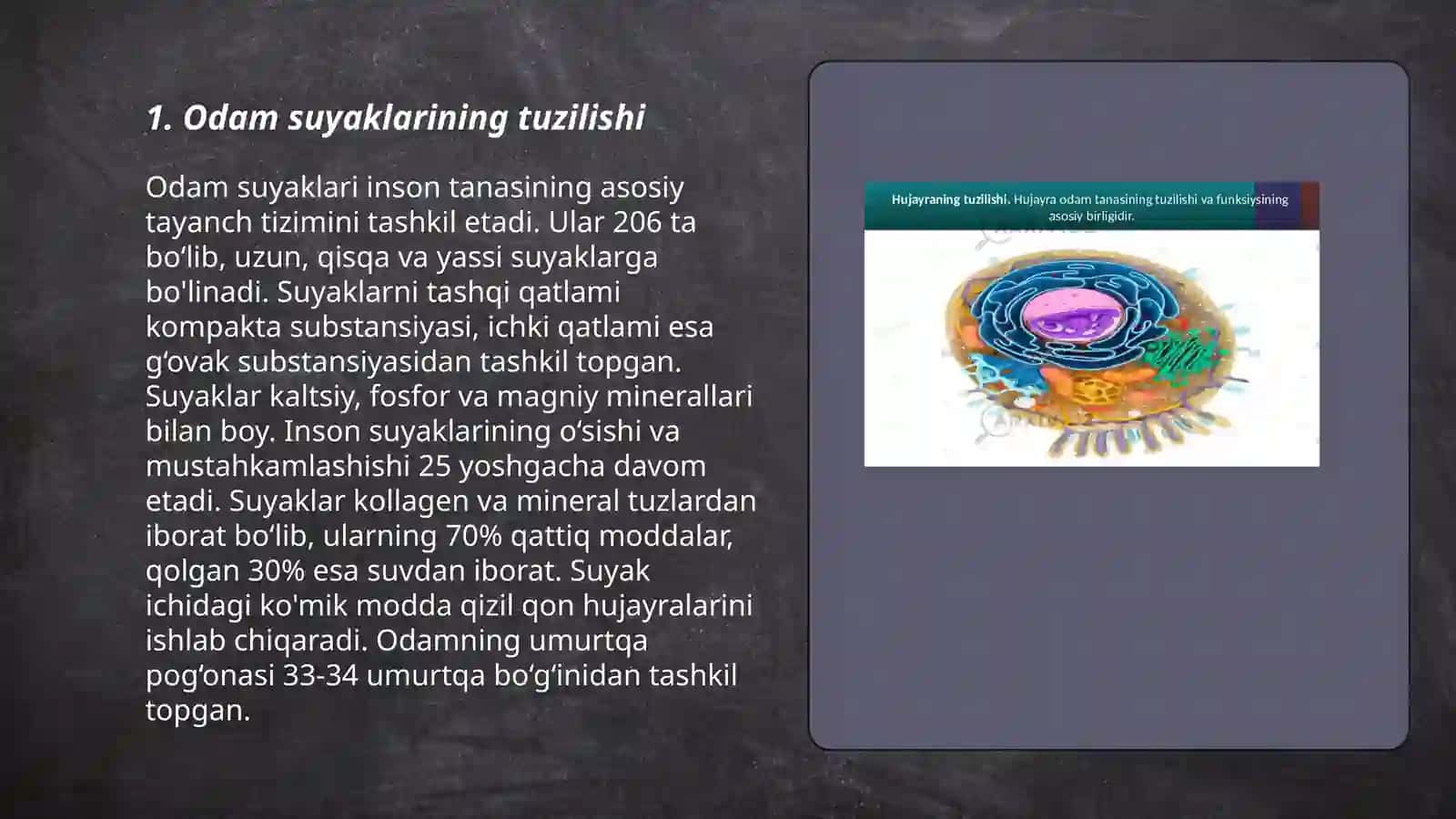 Odamlar suyaklarini oʻrganish 3