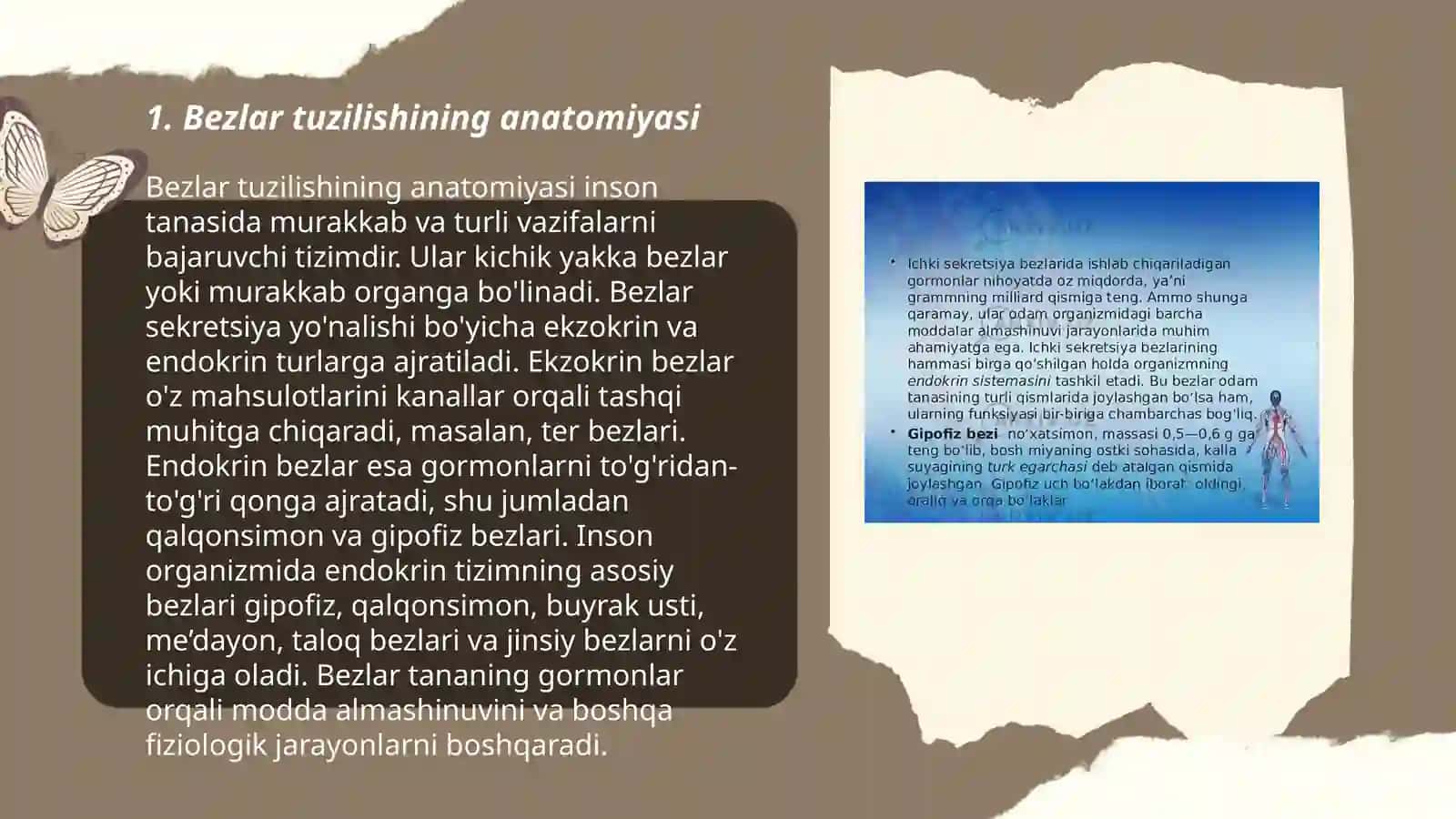 Bezlar tuzilishining anatomiyasi 3