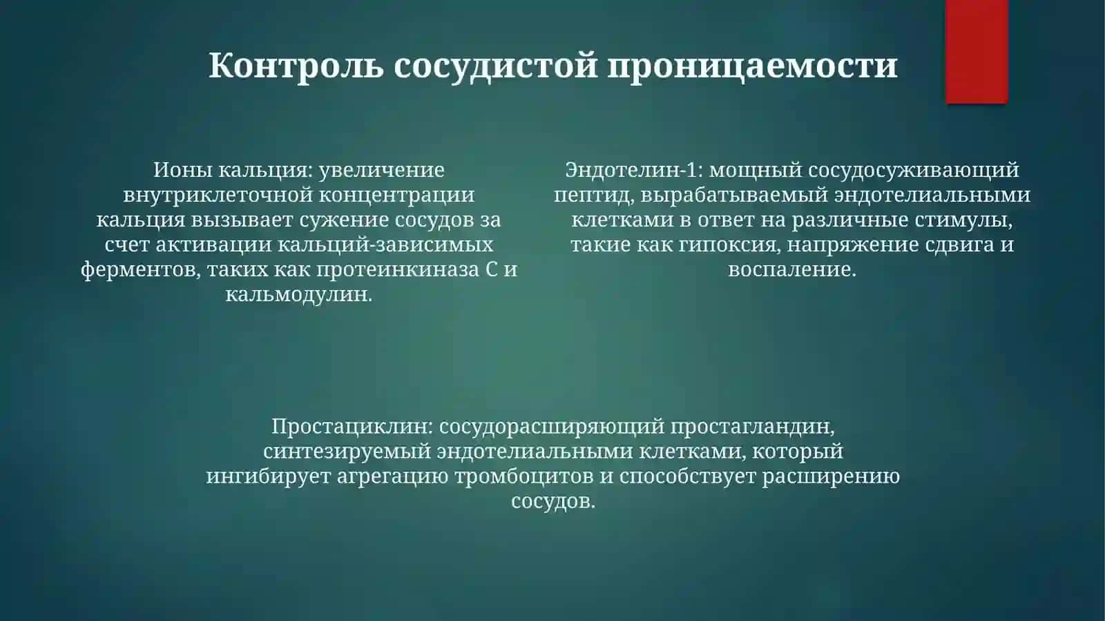 Функции Сосудистого Эндотелия 3