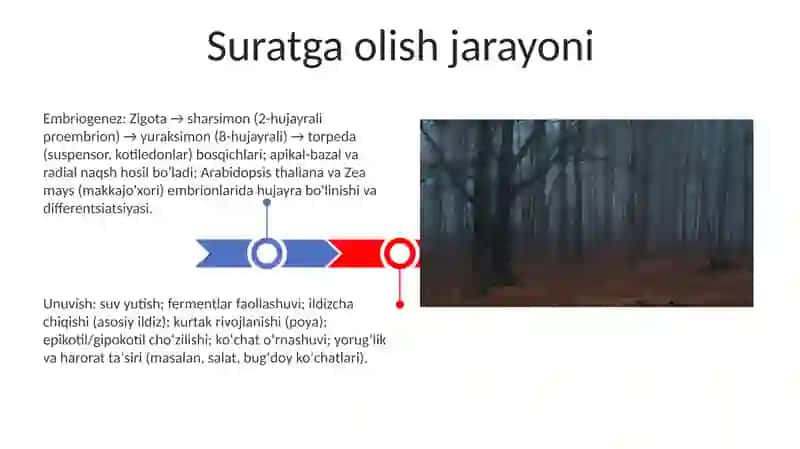 Yuksak o’simliklarning ontogenez bosqichlari 3
