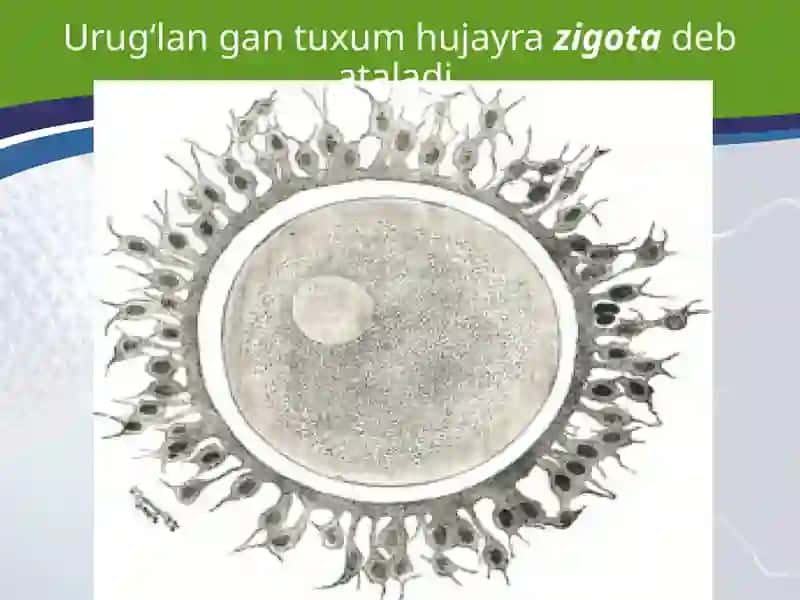 TUXUM HUJAYRA QOBIQLARI VA UNING XILLARI BLASTULA. 3