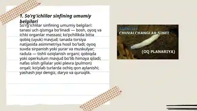 So'rg'ichlilar sinfi 3