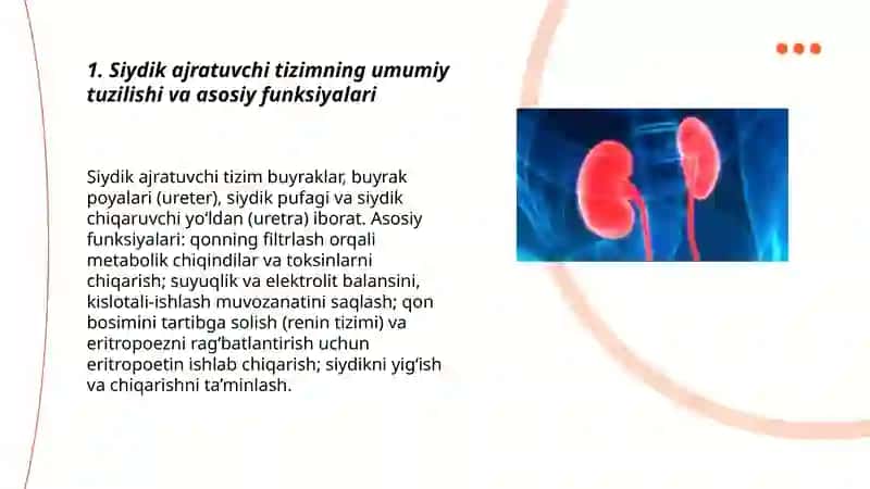Siydik ajratuvchi tizim 3