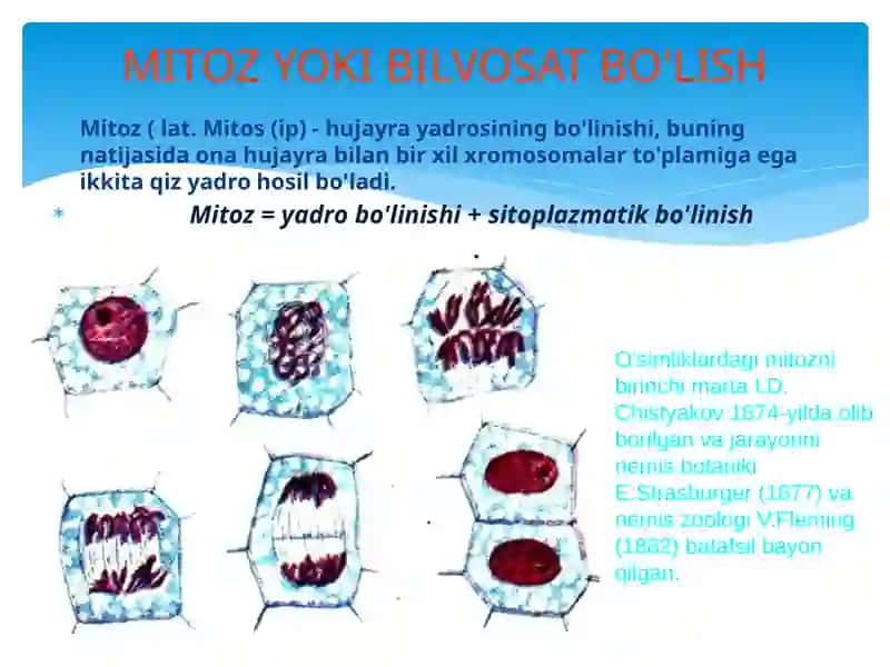 Mitoz meyoz 3