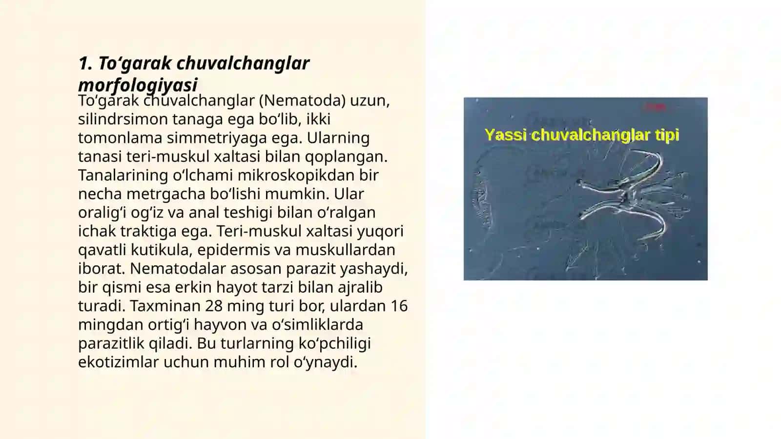 Toʻgarak chuvalchanglar tipi.Nematodalar sinfi va tikonboshlilar tipi 3