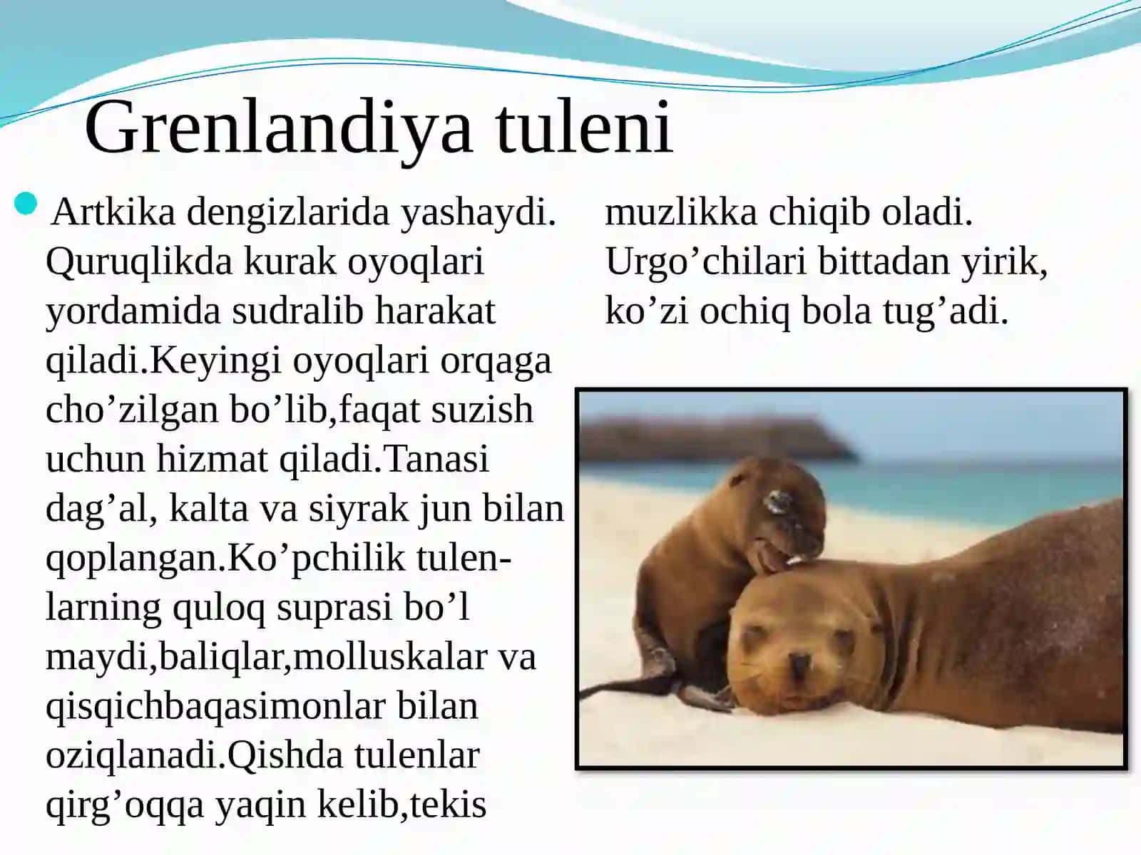 Dengiz sutemizuvchilari 3