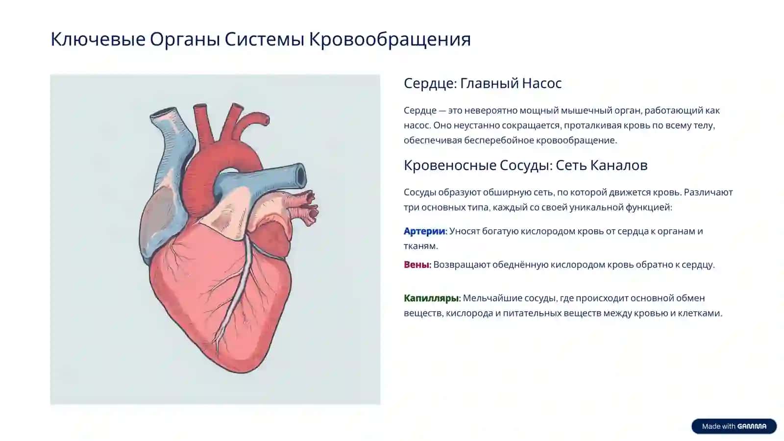 Система Кровообращения: Транспортная Сеть Организма 3