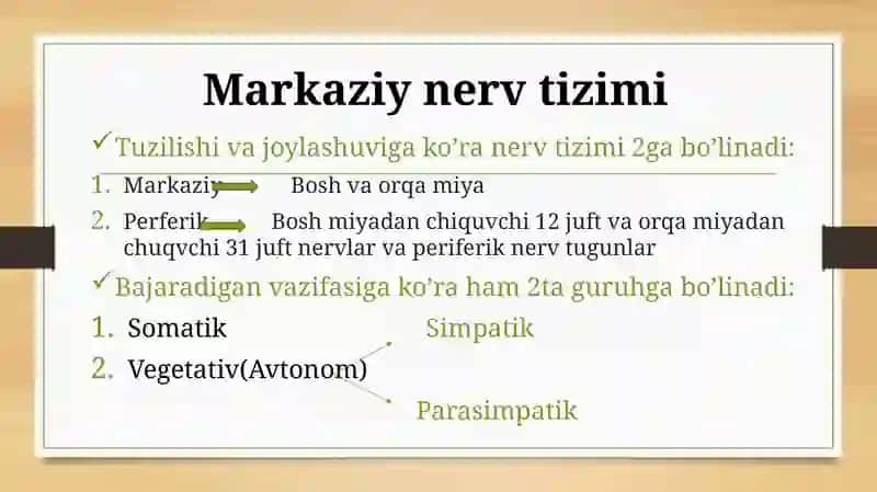 Markaziynervtizimi haqida qisqacha 3