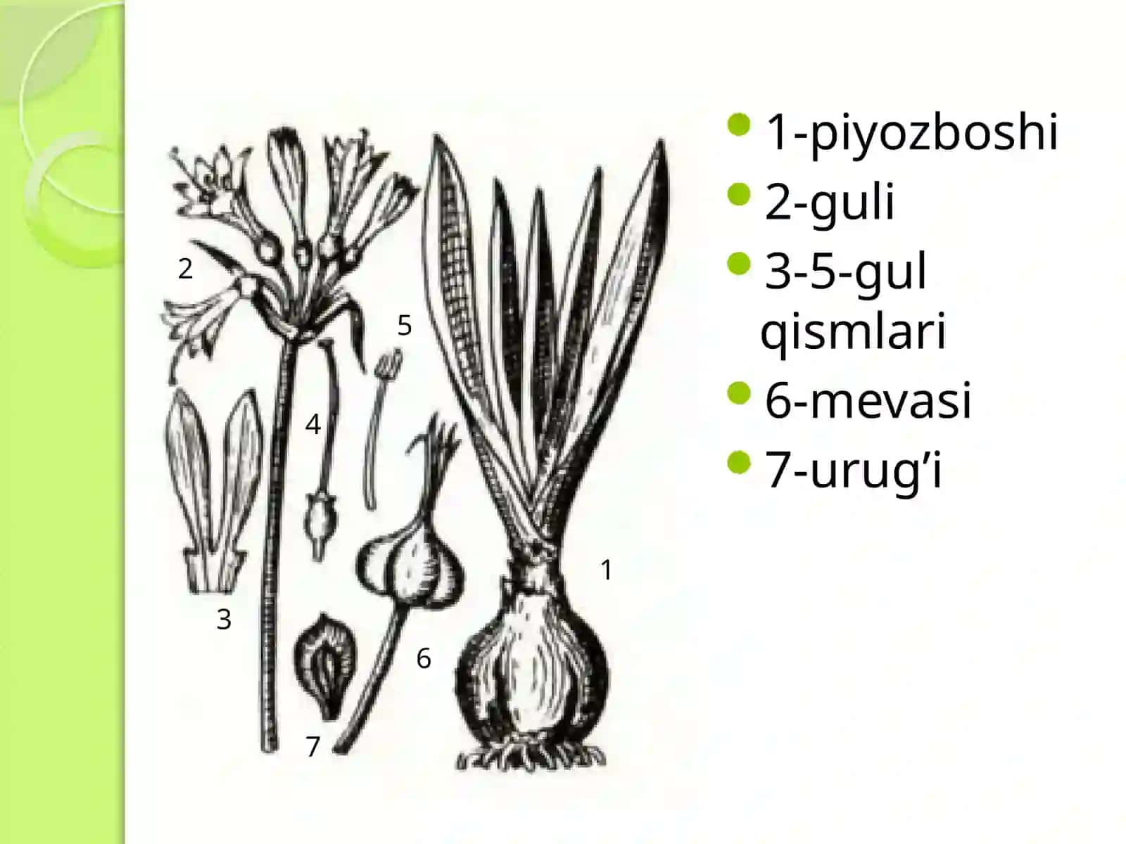 Ungernia o’simligining dorivorligi 3