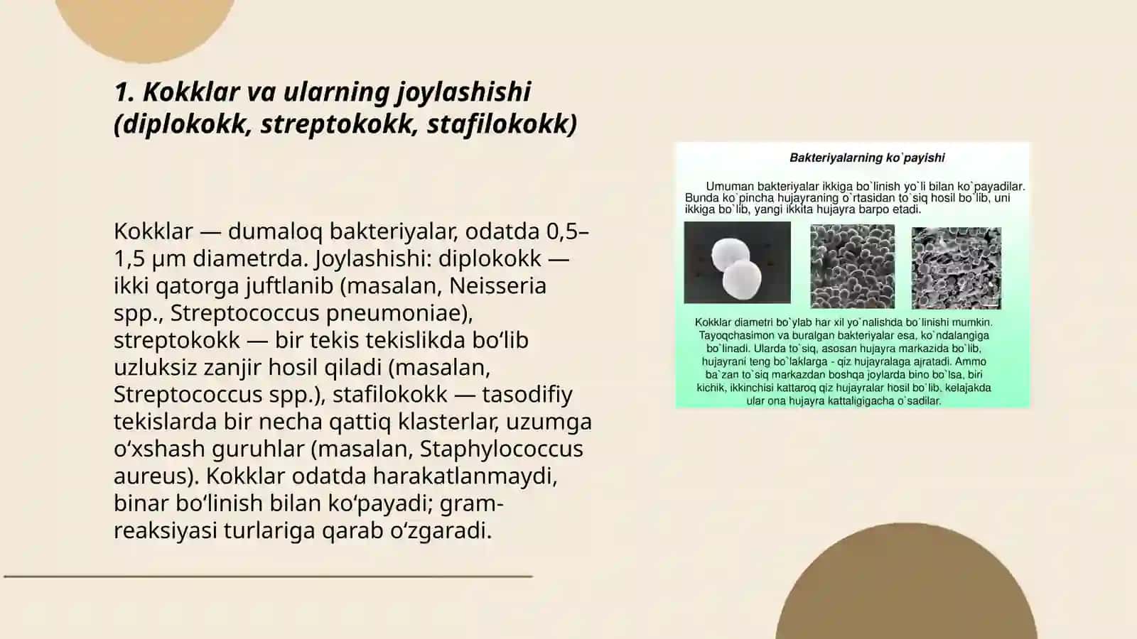 Bakteriyalar morfologiyasi 3