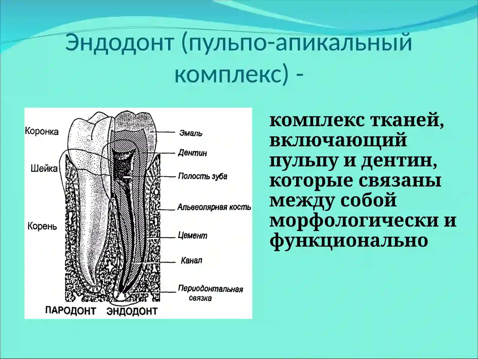 БОЛЬШИХ КОРЕННЫХ ЗУБОВМОЛЯРЫ (DENTES MOLARES) 3
