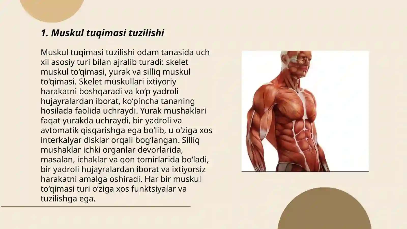 Muskul tuqimasi 3