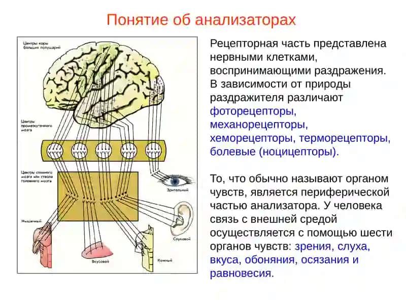 Орган зрения 3