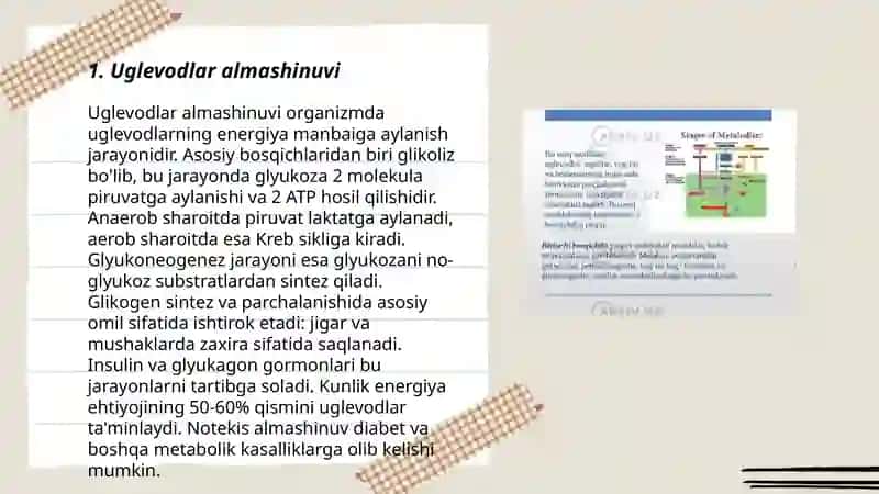 Uglevodlar almashinuvi 3