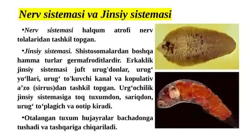 Sinfning hammavakillari parazitlari 3