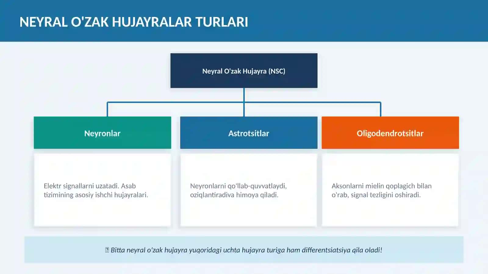 NEYRAL O'ZAK HUJAYRALAR 3