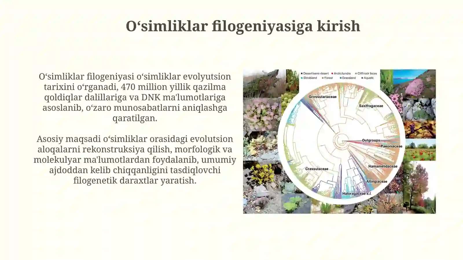 O’simliklarfilogenezi 3