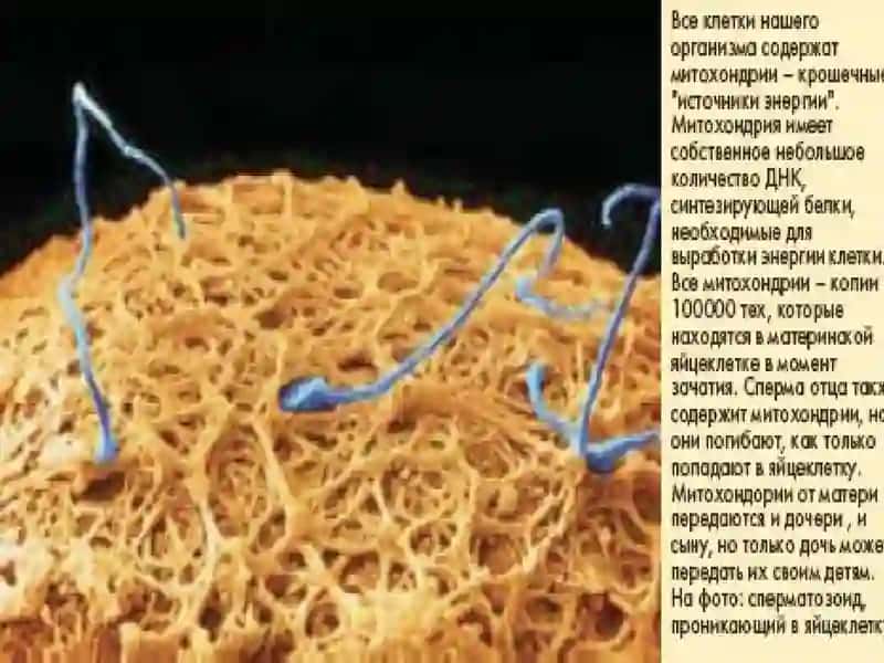 Mitoxondriya 3