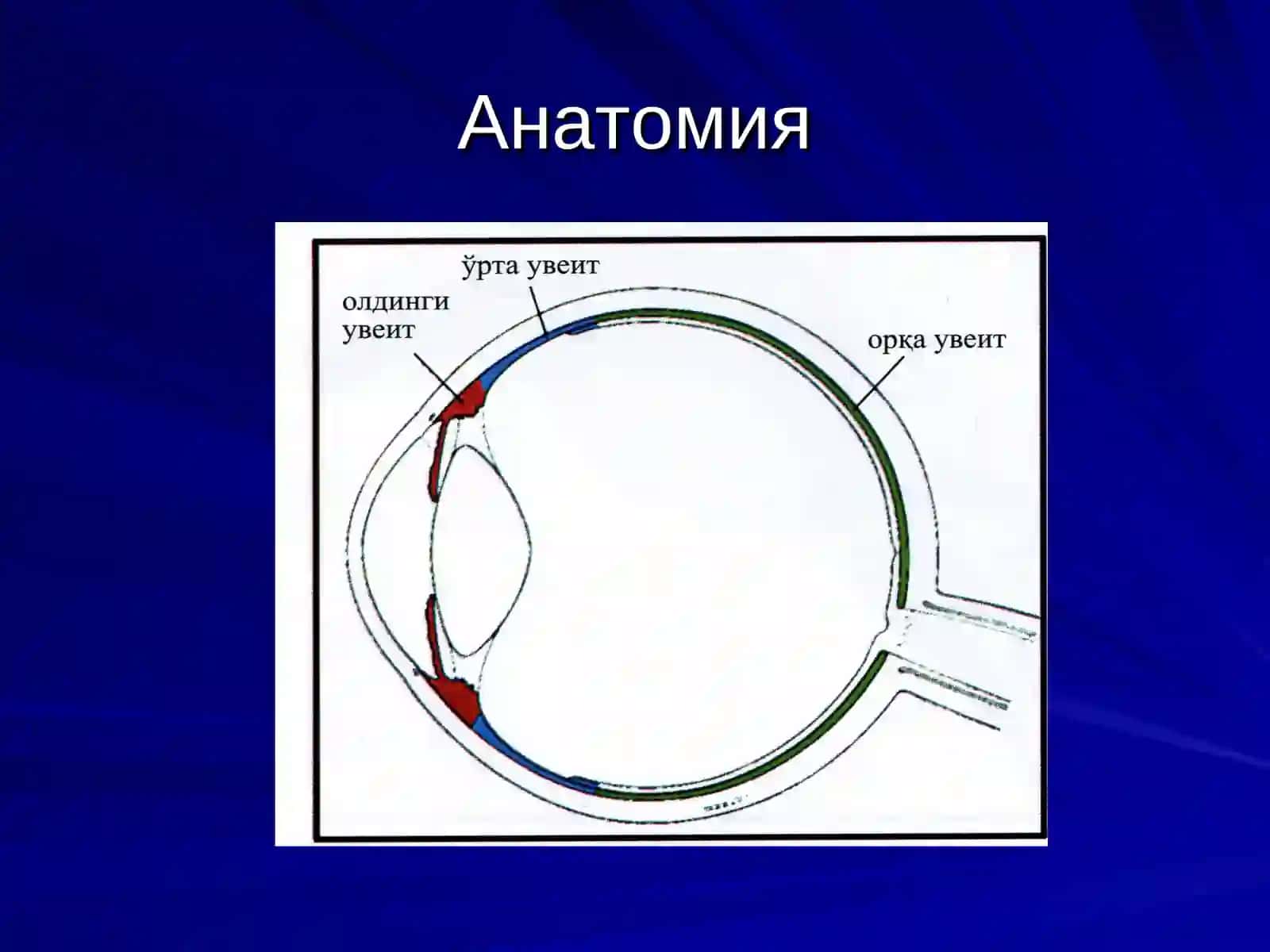 Томирли парда яллигланиши 3