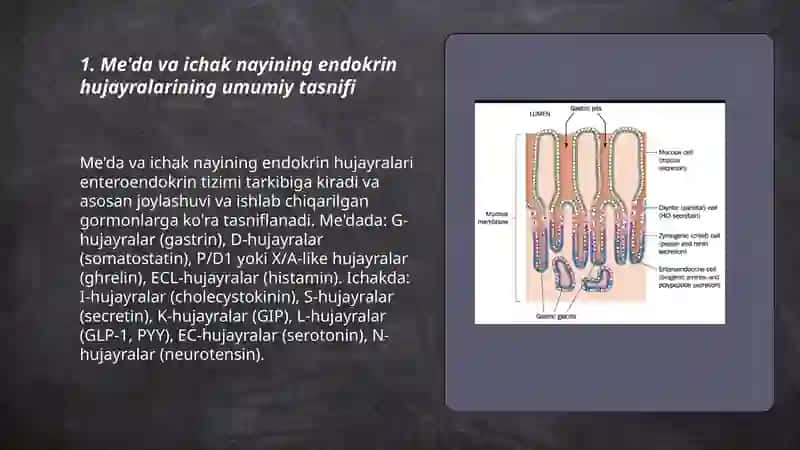 Me'da, ichak nayining endokrin hujayralari 3