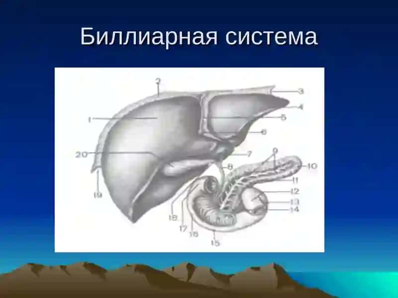 Синдром гепатомегалии.Хронические гепатитыу детей 3
