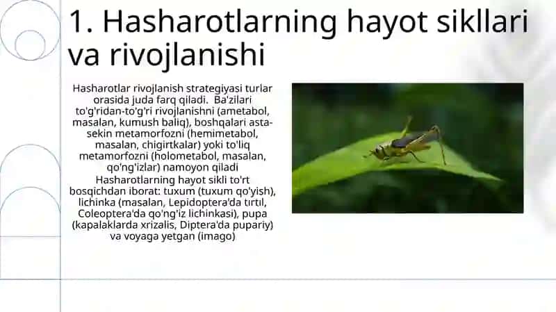 Hashoratlar ekologiyasi 3