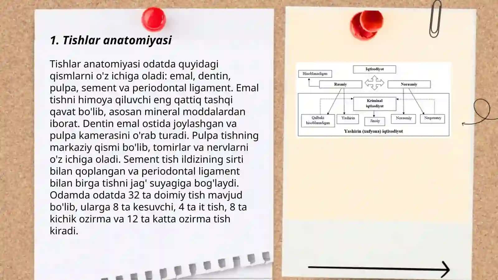 Tishlar anatomiyasi 3