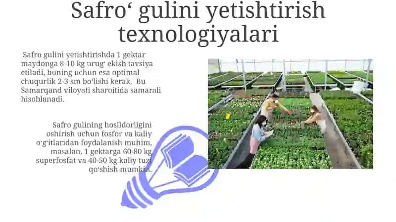 Agro technology of safflower 3