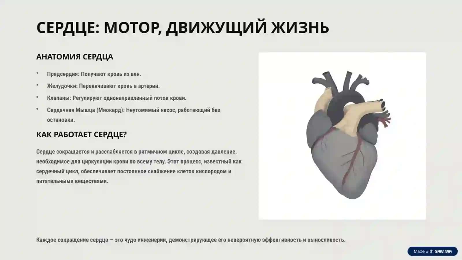 ЗАГАДКИ КРОВООБРАЩЕНИЯ: ПУТЕШЕСТВИЕ ПО ЖИЗНИ 3