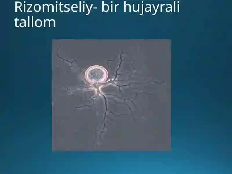 Zamburug’larning umumiy tavsifi 3